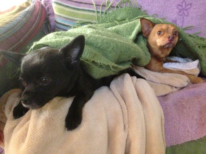 best companion dog for Chihuahua