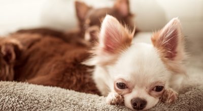 best dog beds for Chihuahua