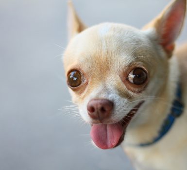 best bark collars for Chihuahuas - photo of a brown chihuahua
