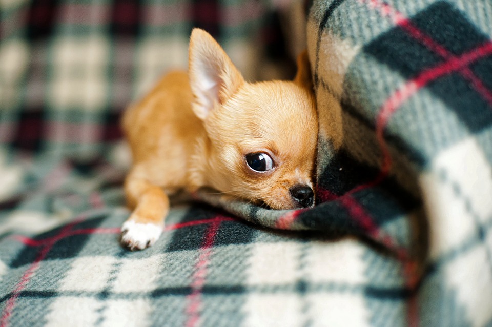 Factors That Affect Miniature Chihuahua Lifespan