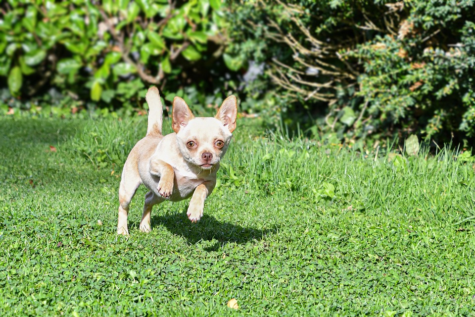Reasons Why Your Chihuahua is Limping
