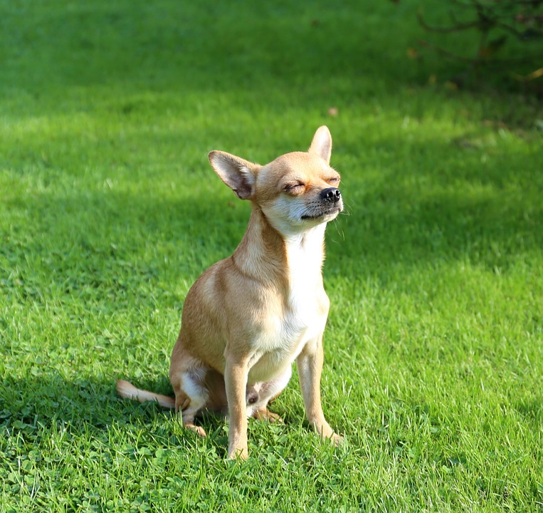 When Should You Worry About Diarrhea in Your Chihuahua?