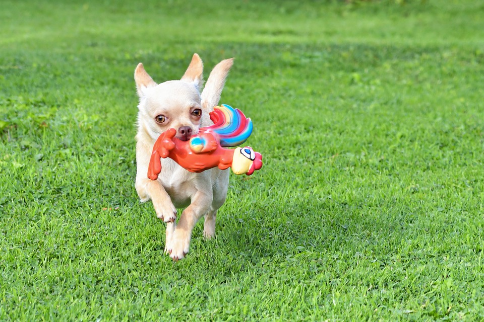 When is Limping in Chihuahua an Emergency?