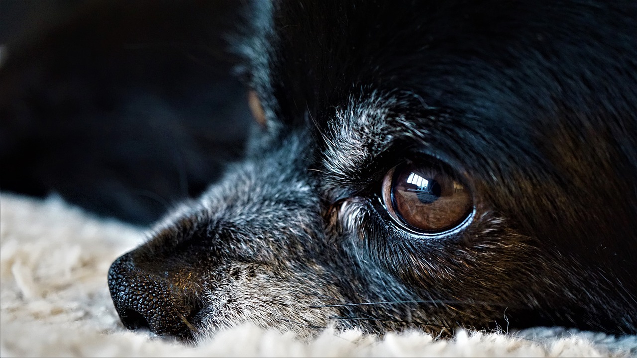 Chihuahua Eyes Water