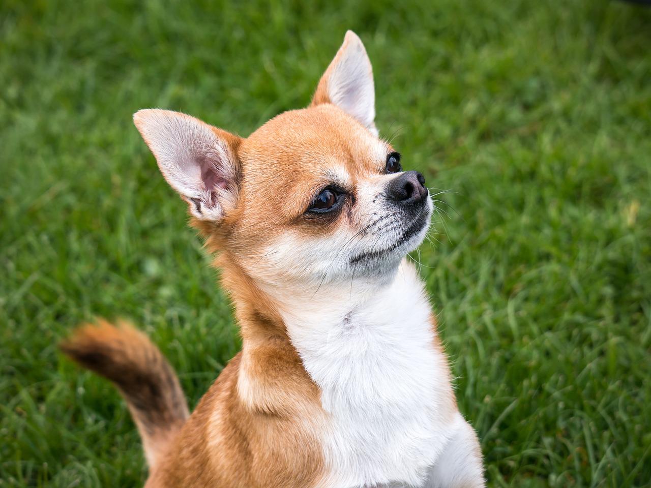 Factors That Affect How Long a Chihuahua Can Hold Its Bladder