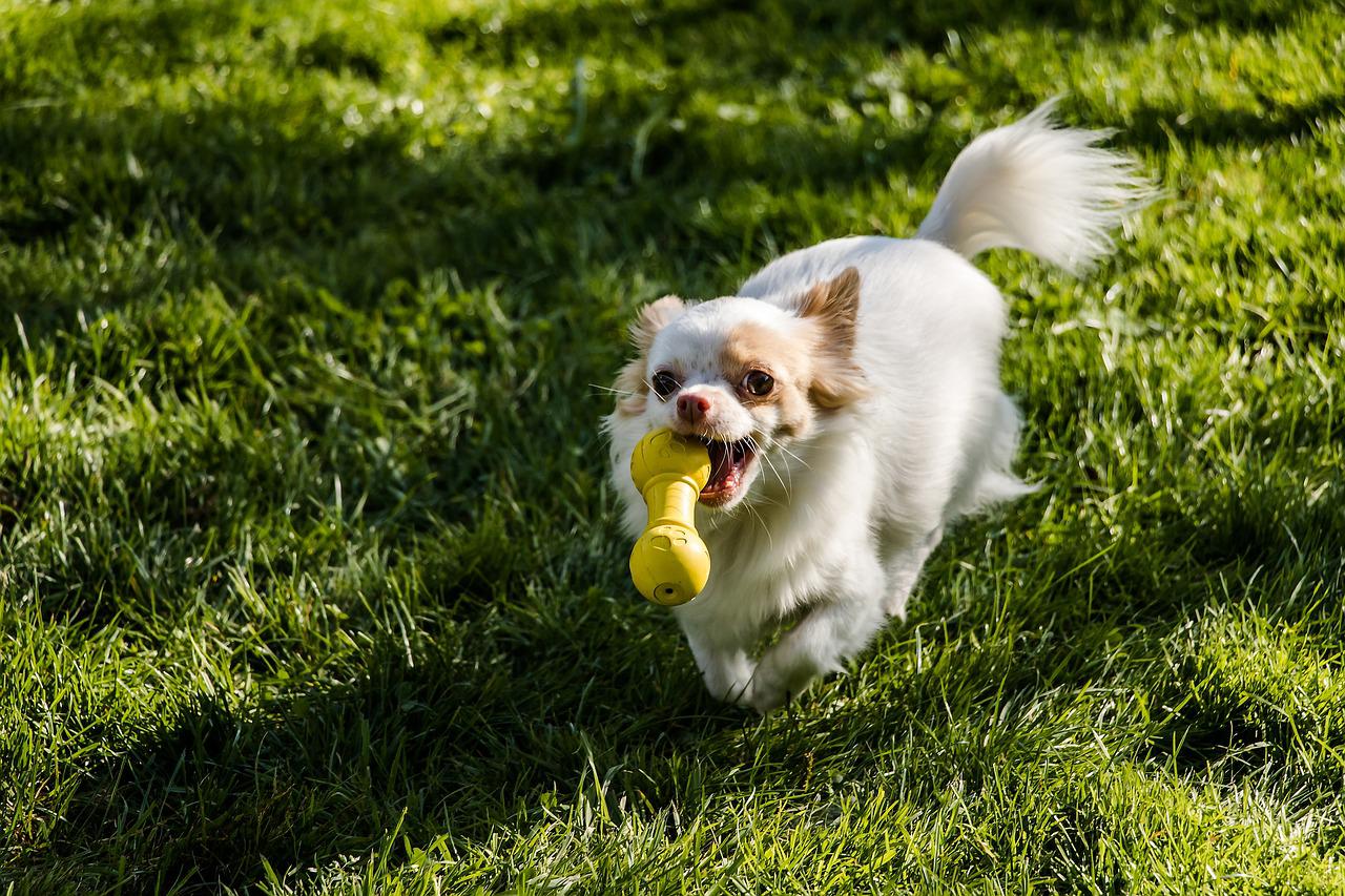 Chihuahua playing