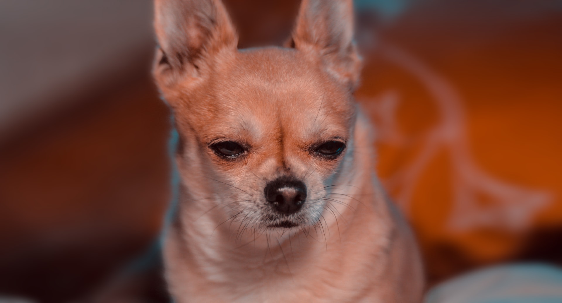 Other Causes of Chihuahua Always Angry