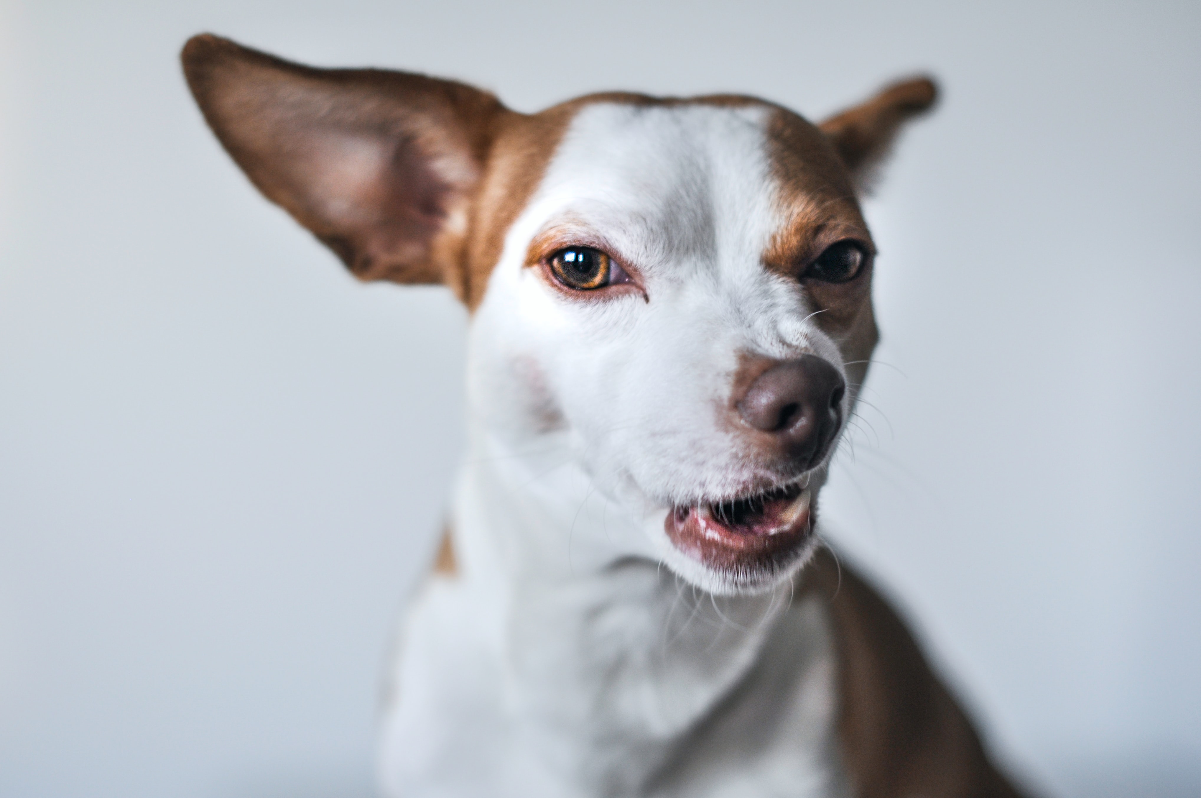 why does my chihuahua make weird noises (featured image)