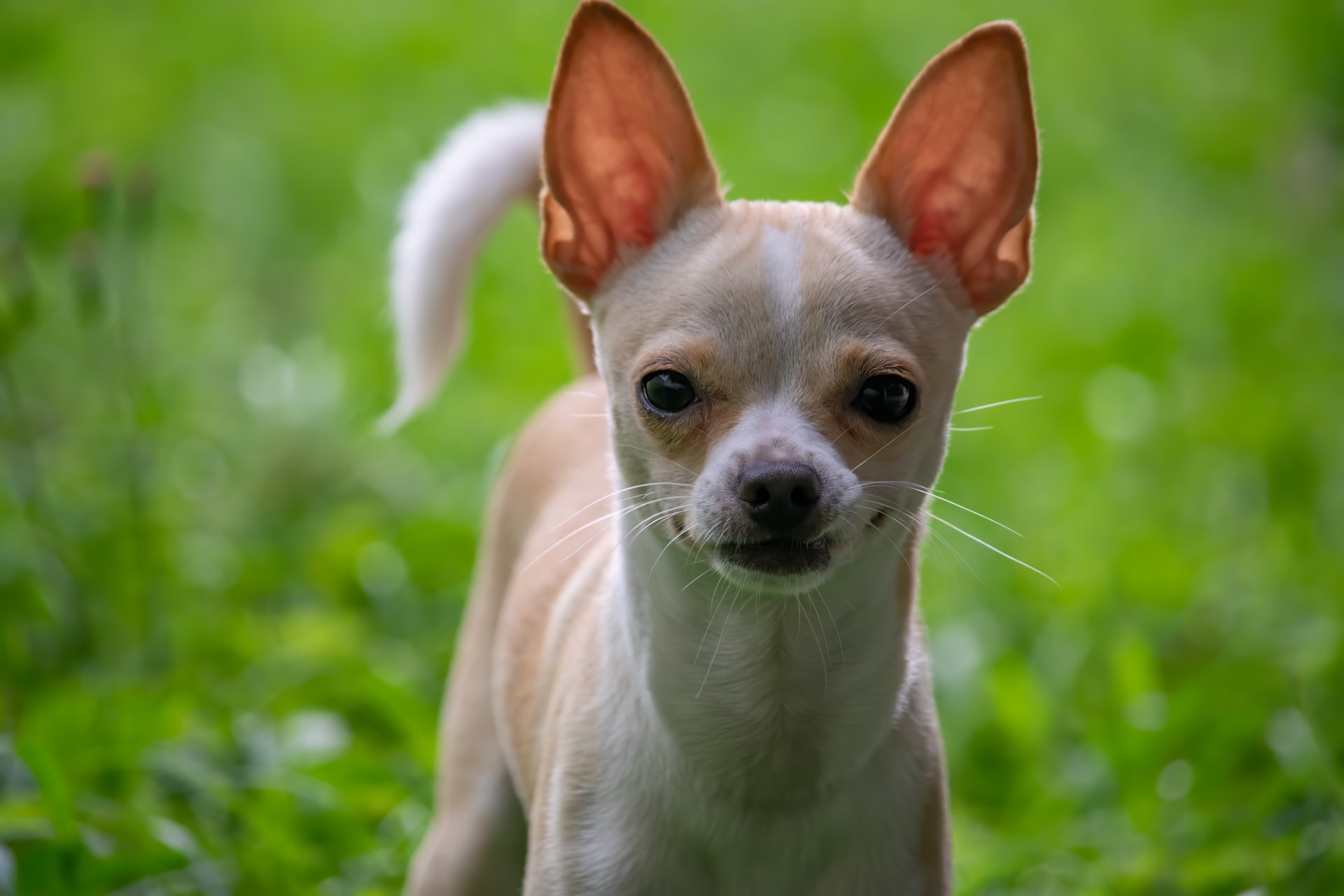 When to Be Concerned About Your Staring Chihuahua?