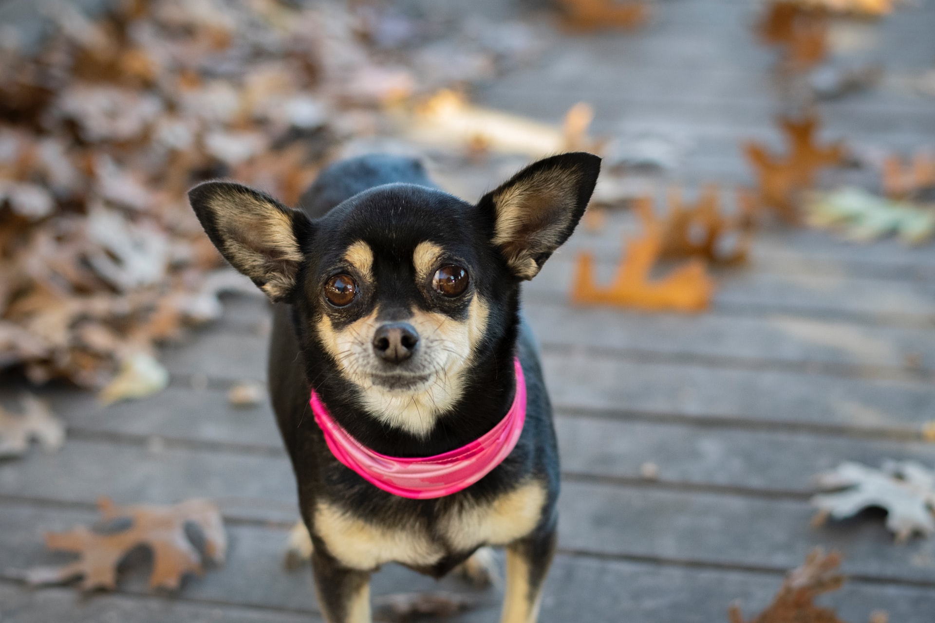 What Should I Do If My Chihuahua Is Underweight?