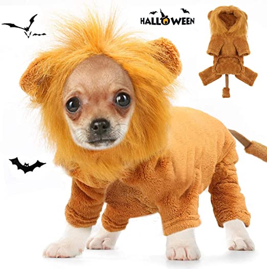 Tealots chihuahua costume