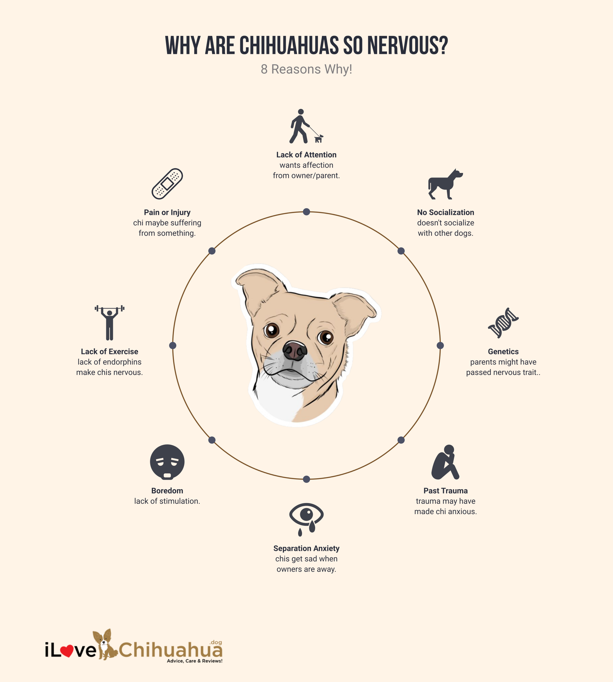 Why are Chihuahuas So Nervous (infographic)