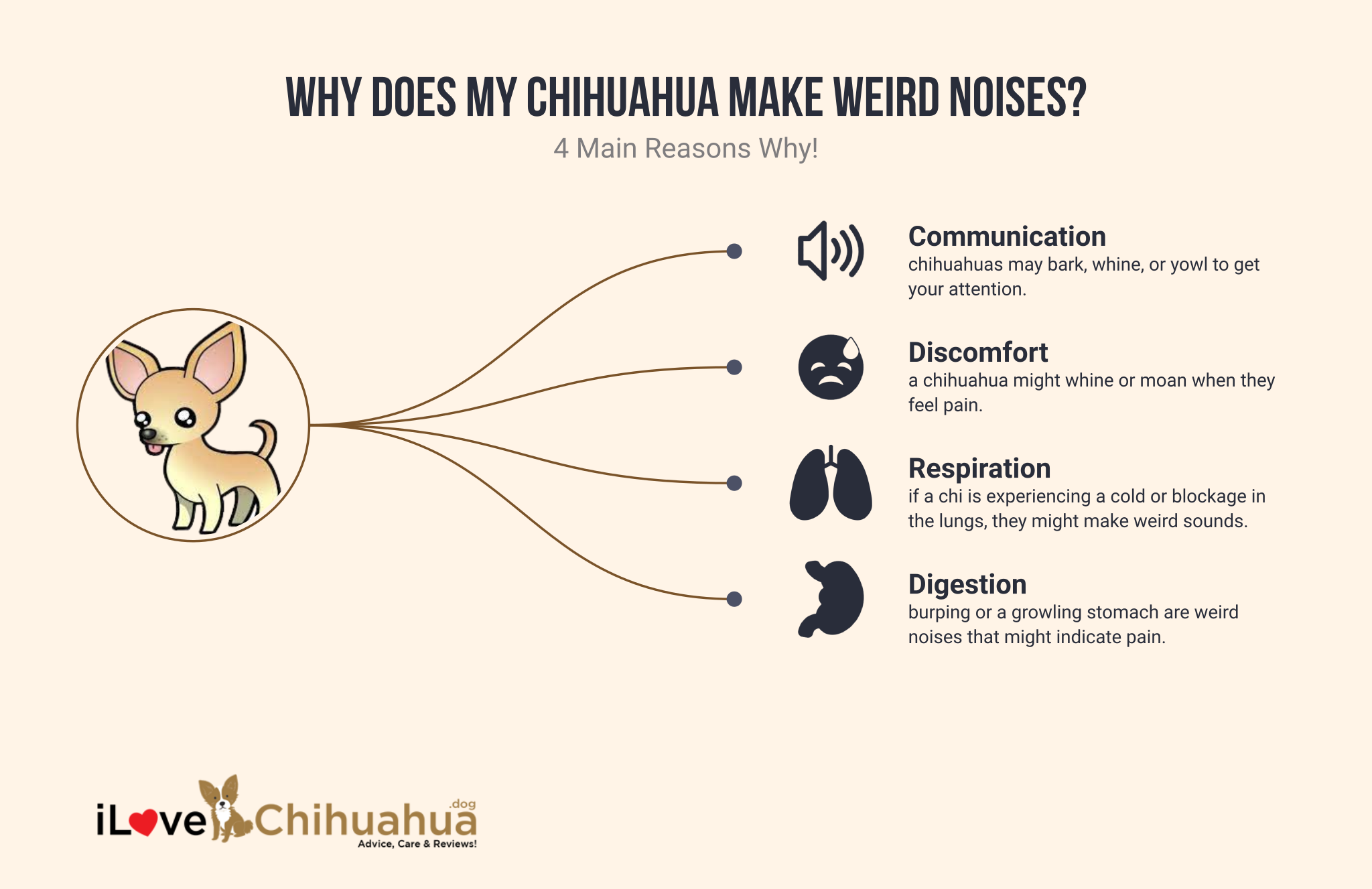 Why Does My Chihuahua Make Weird Noises infographic