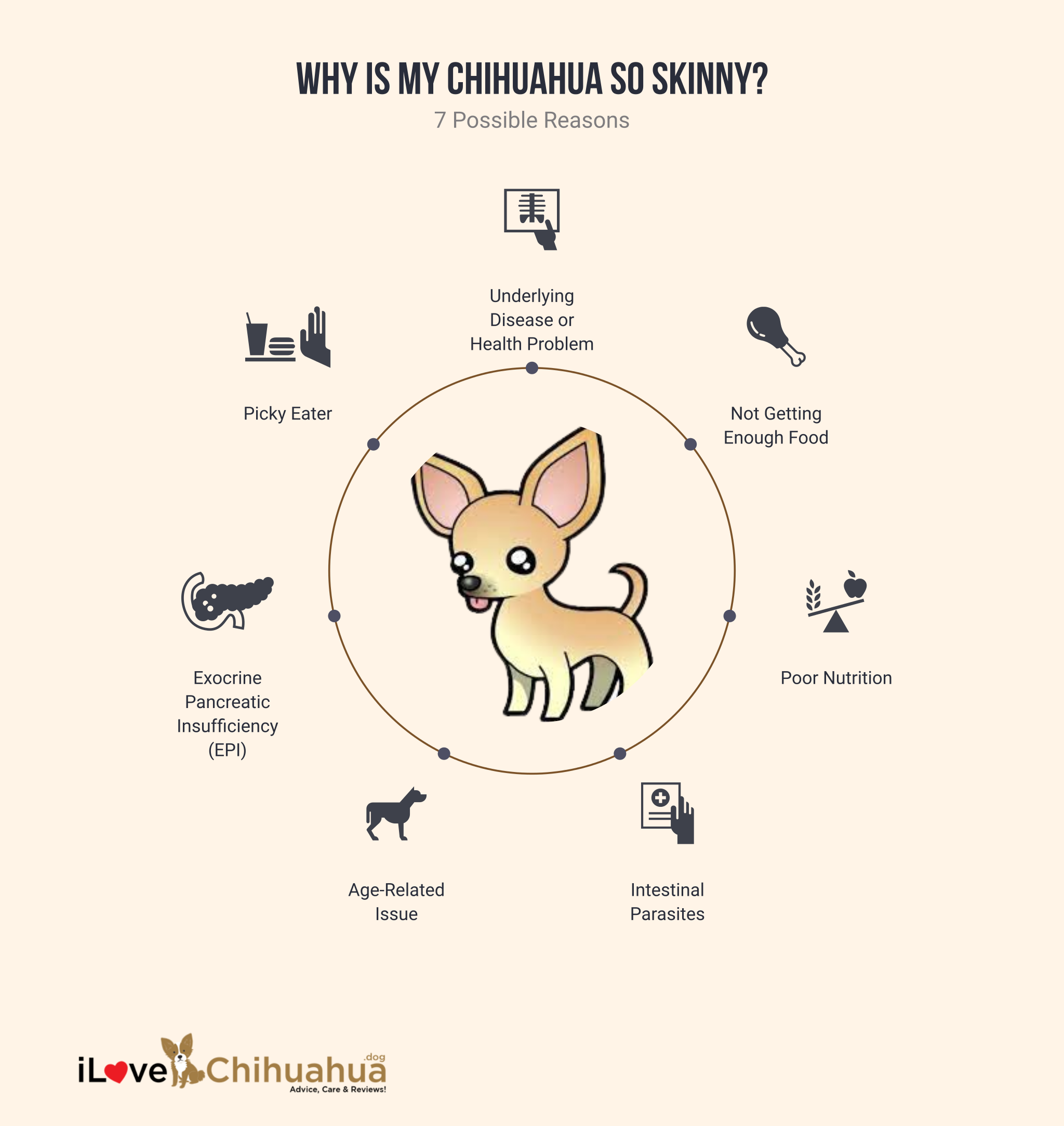 Possible Reasons Why Chihuahua So Skinny