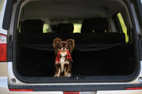 best car seat for chihuahua (featured image)