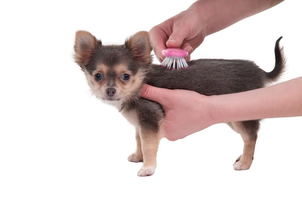best deshedding brush for chihuahua (featured image)