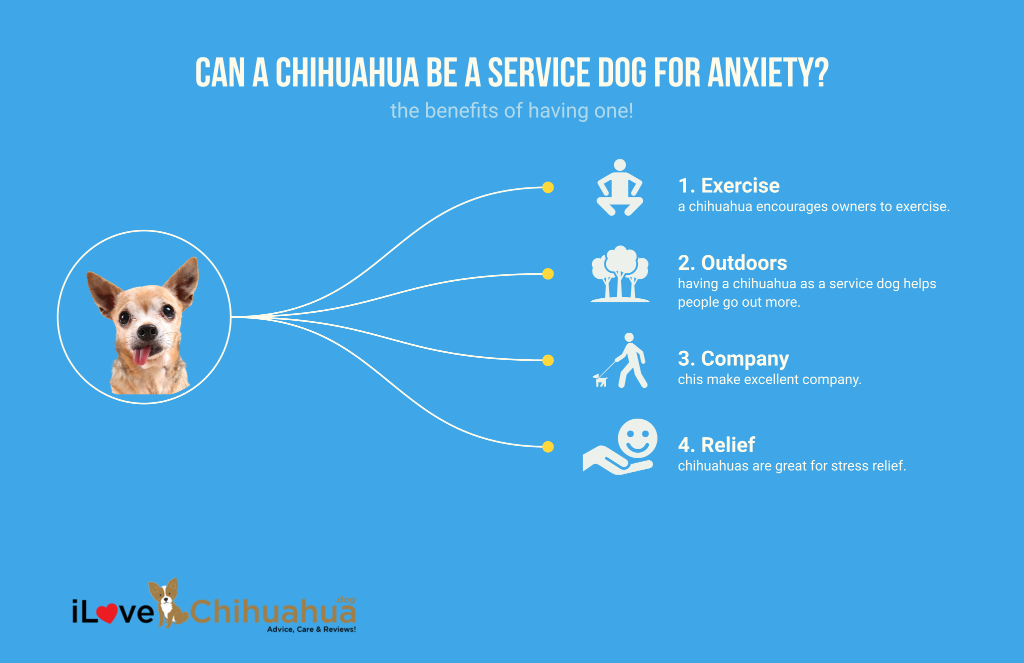 can a chihuahua be a service dog for anxiety (infographic)