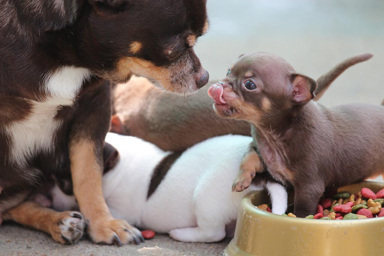 Chihuahua mother with its pups