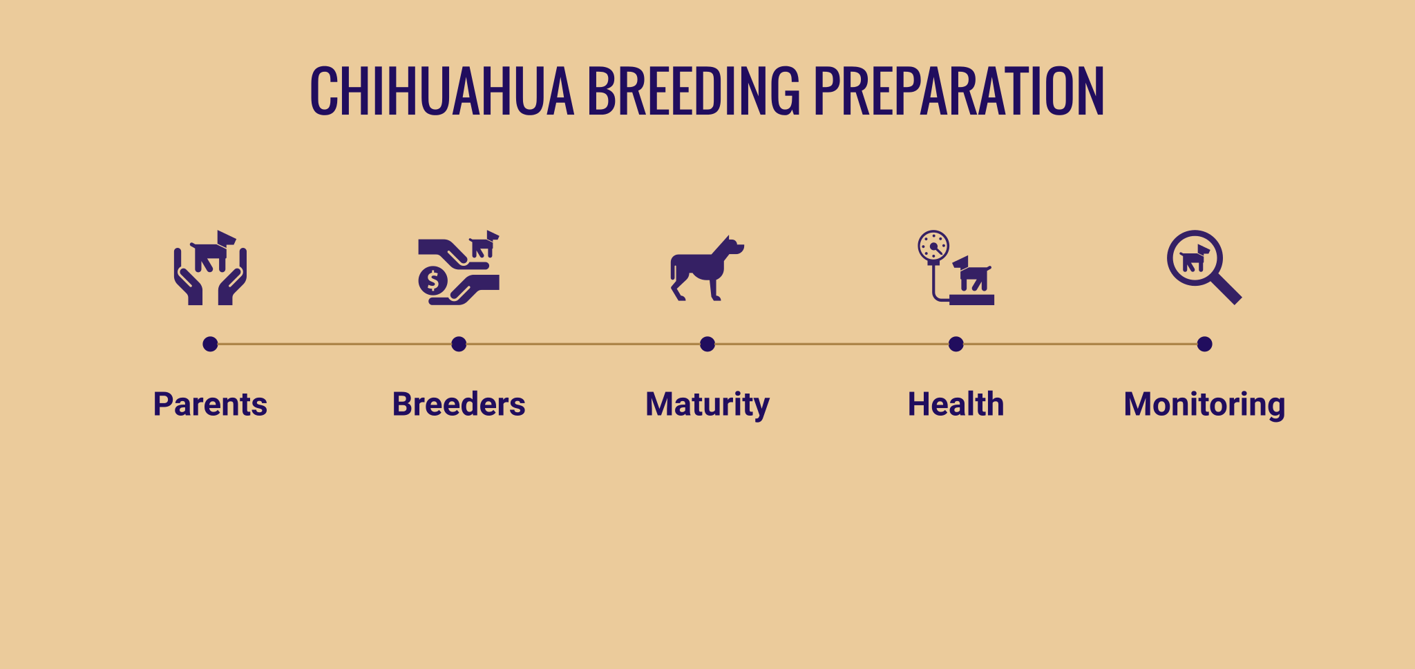 mixed-breed chihuahuas' preparation