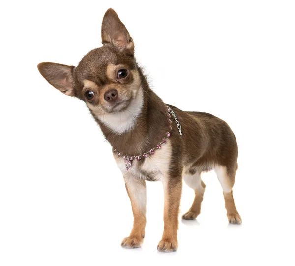 short-haired chihuahua