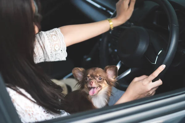 chihuahua on a woman's lap inside a car