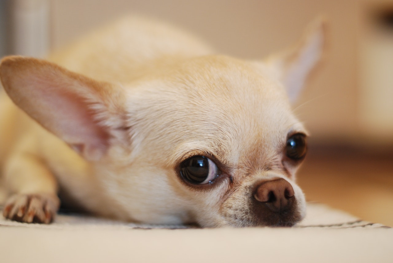 how long can a chihuahua live with a heart murmur