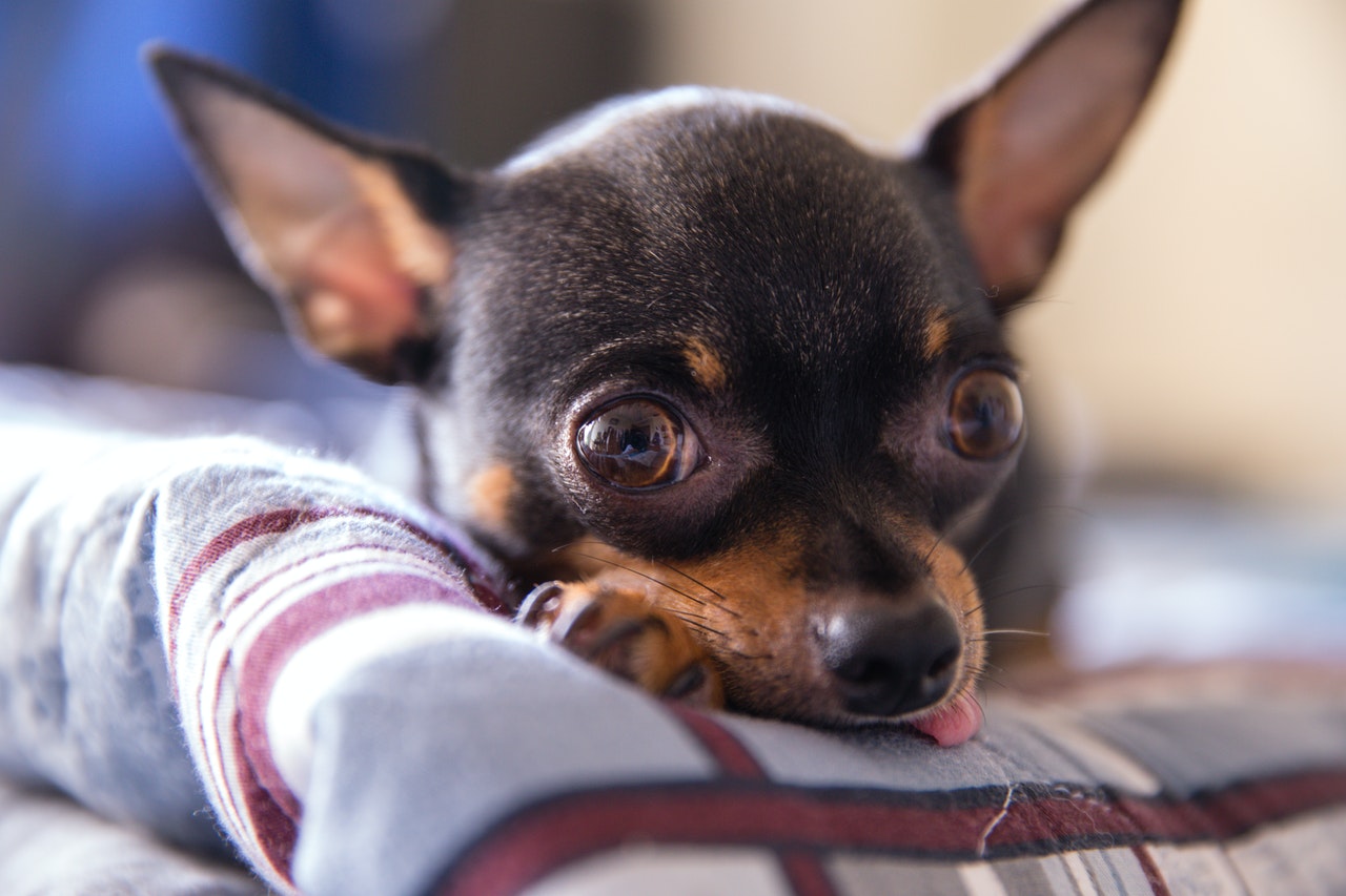Black chihuahua on the bed - chihuahua for constipation