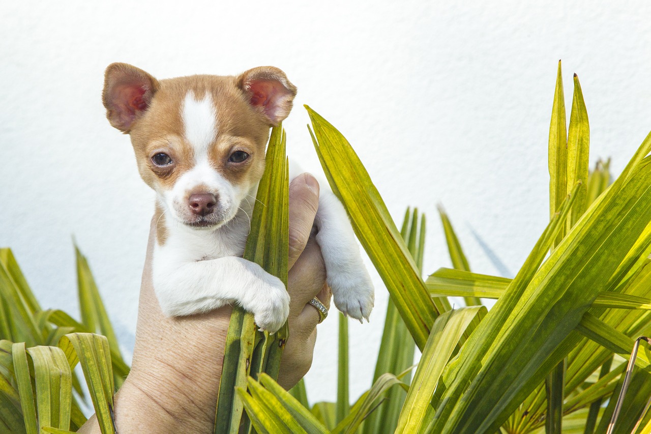 Woman's hand holding a chihuahua