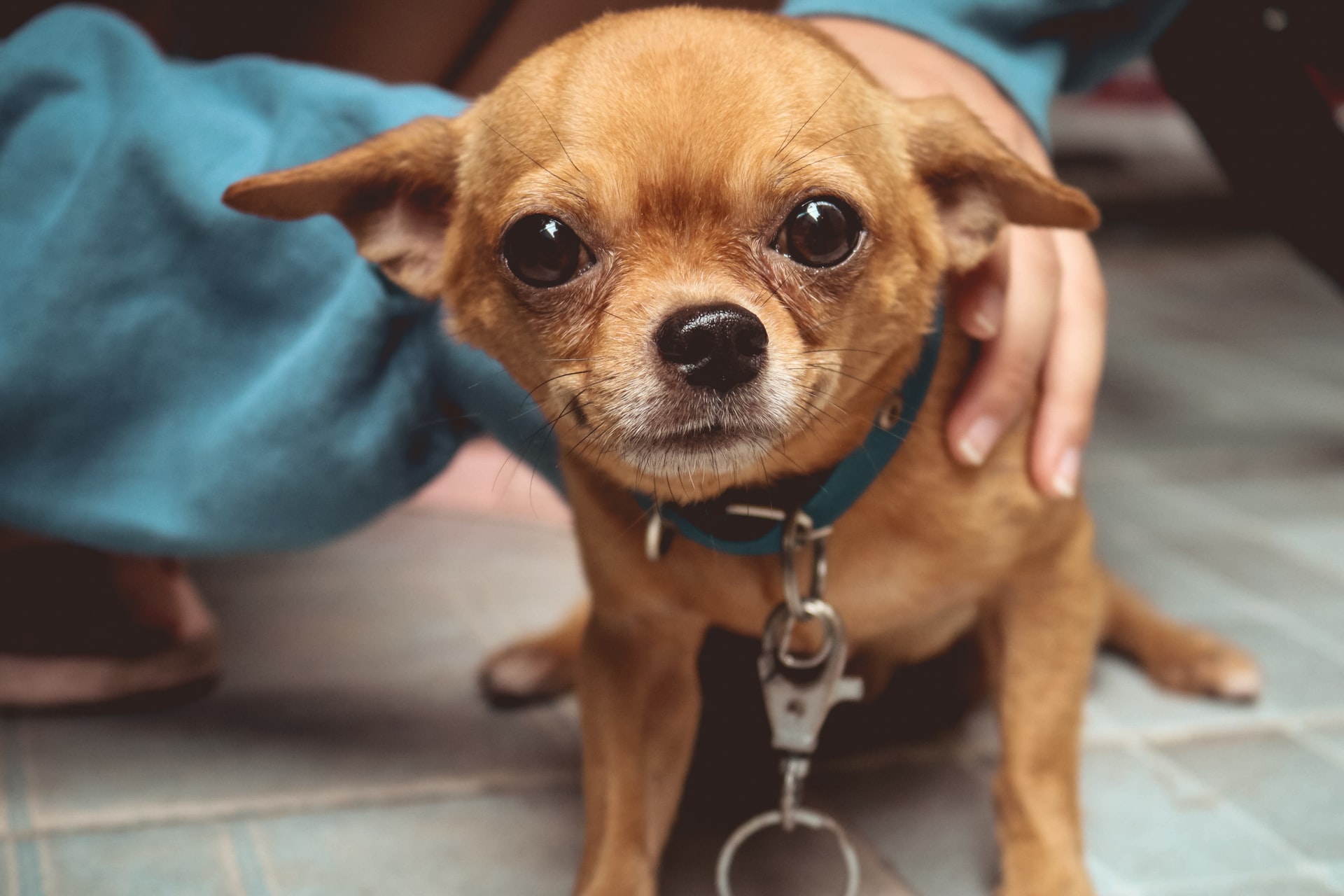 Factors Affecting How Long Can a Chihuahua Live With a Heart Murmur
