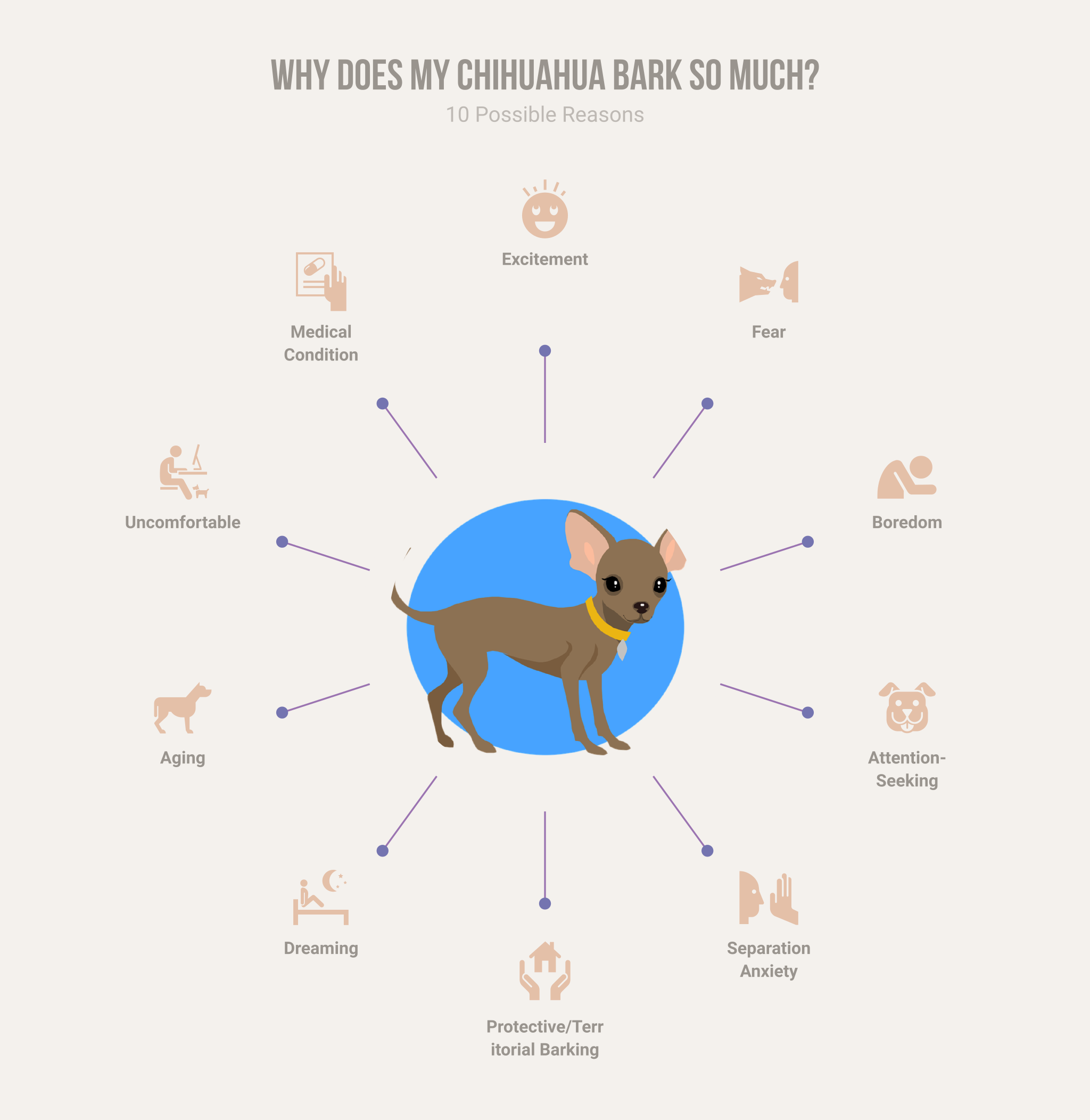 Reasons Why Chihuahua Bark So Much? 