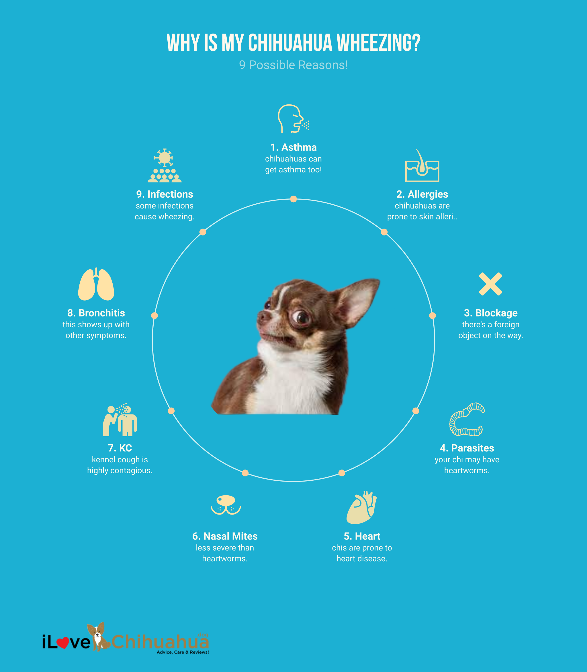 why is my chihuahua wheezing? (infographic)
