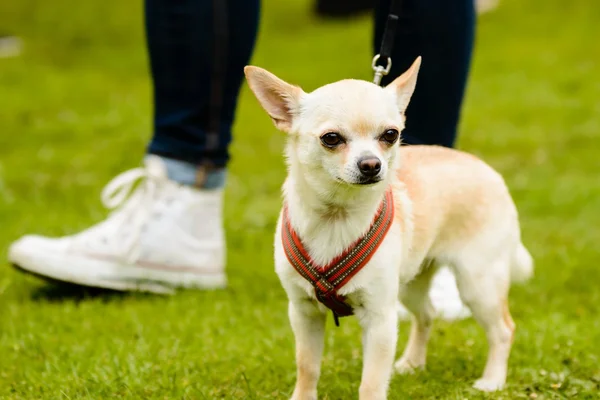 best harness for chihuahua puppy (featured image)