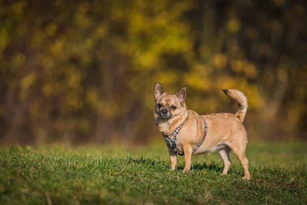 escape proof harness for chihuahua (featured image)