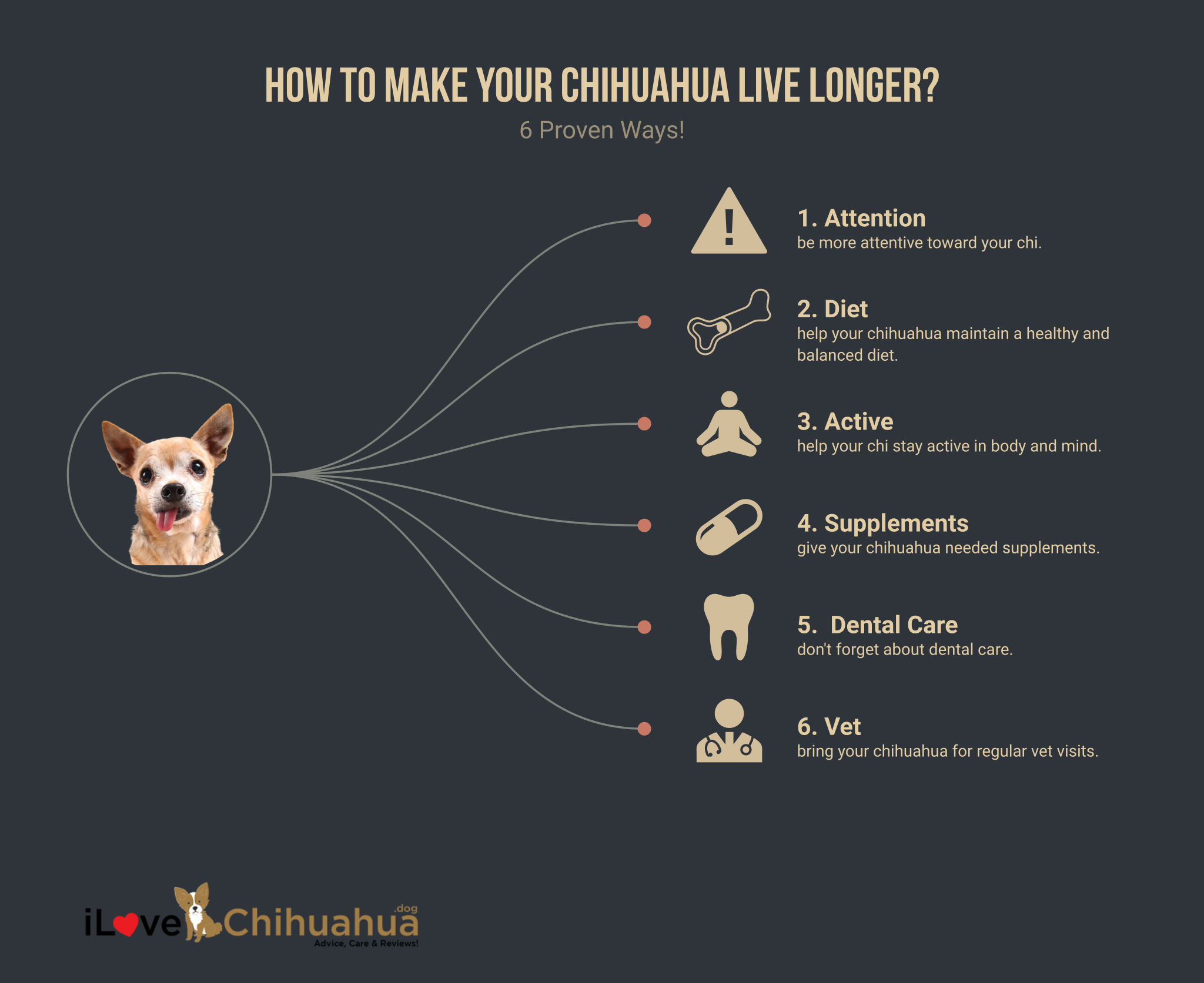 How to Make Your Chihuahua Live Longer (infographic)