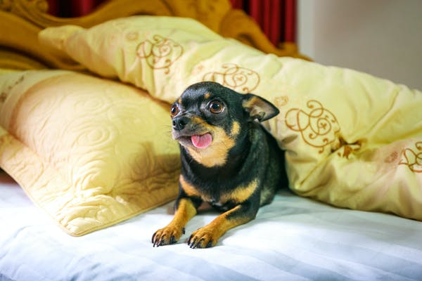 chihuahua with its tongue out