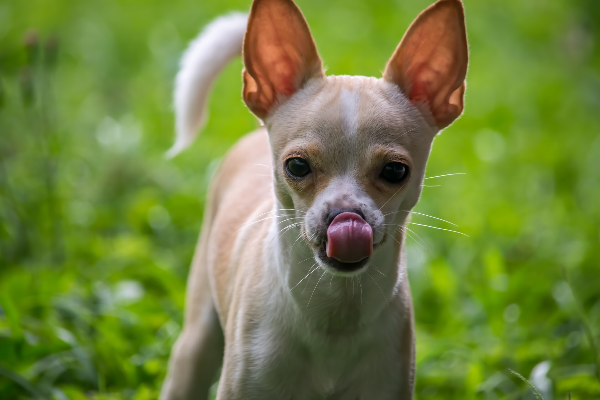 Water Should a Chihuahua Drink