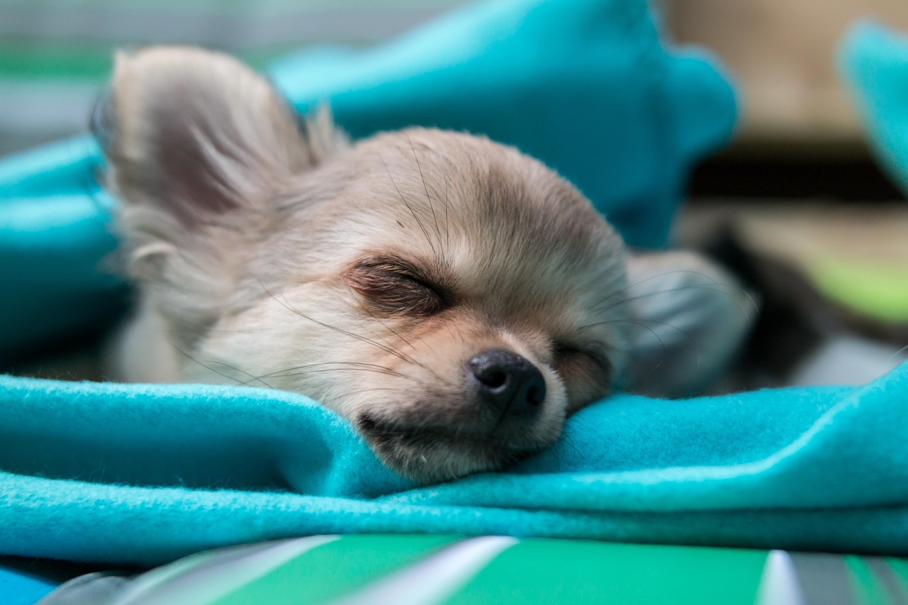 How Many Hours Does a Chihuahua Sleep?