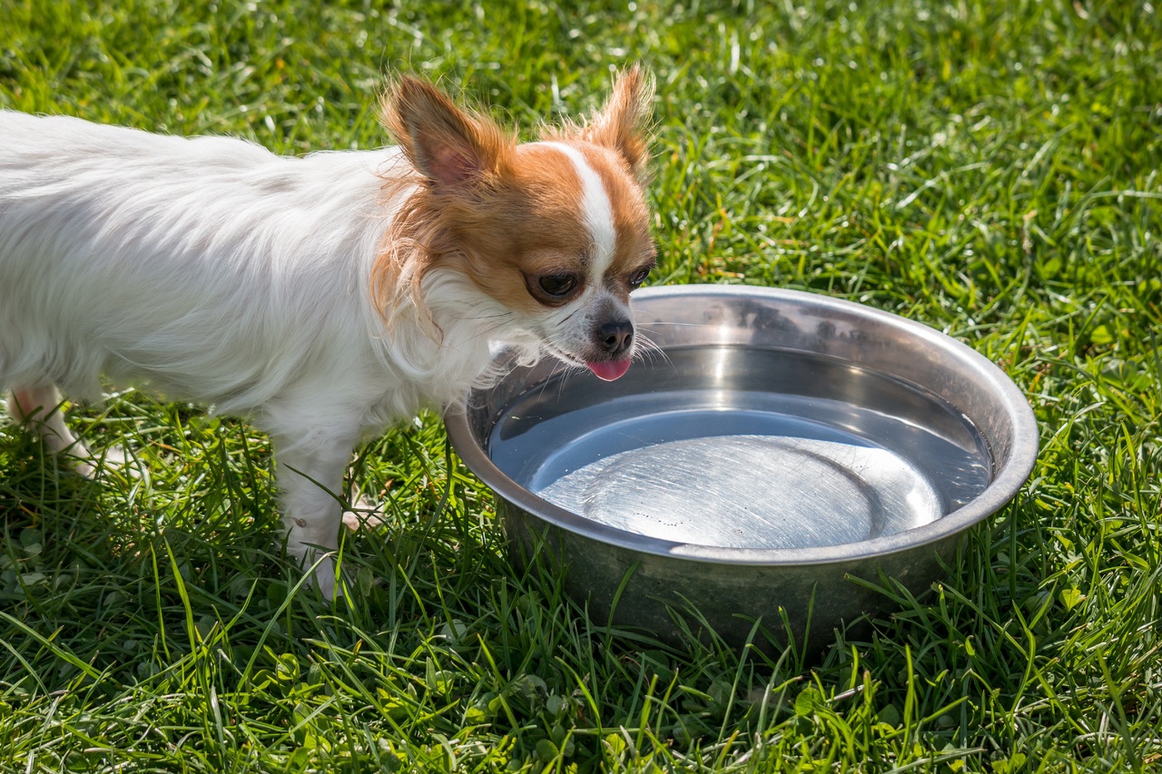 how much water should a chihuahua drink a day