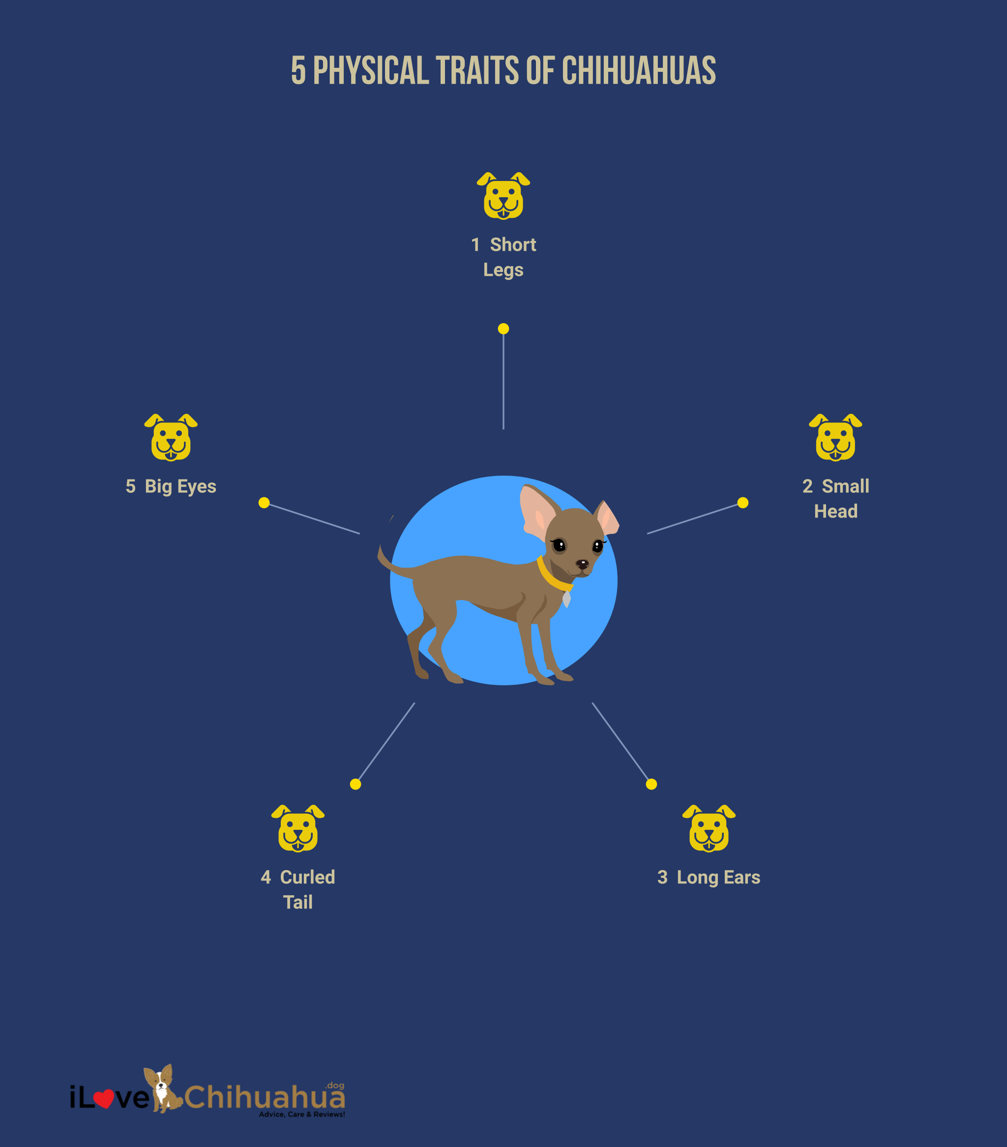 Physical Traits of Chihuahuas