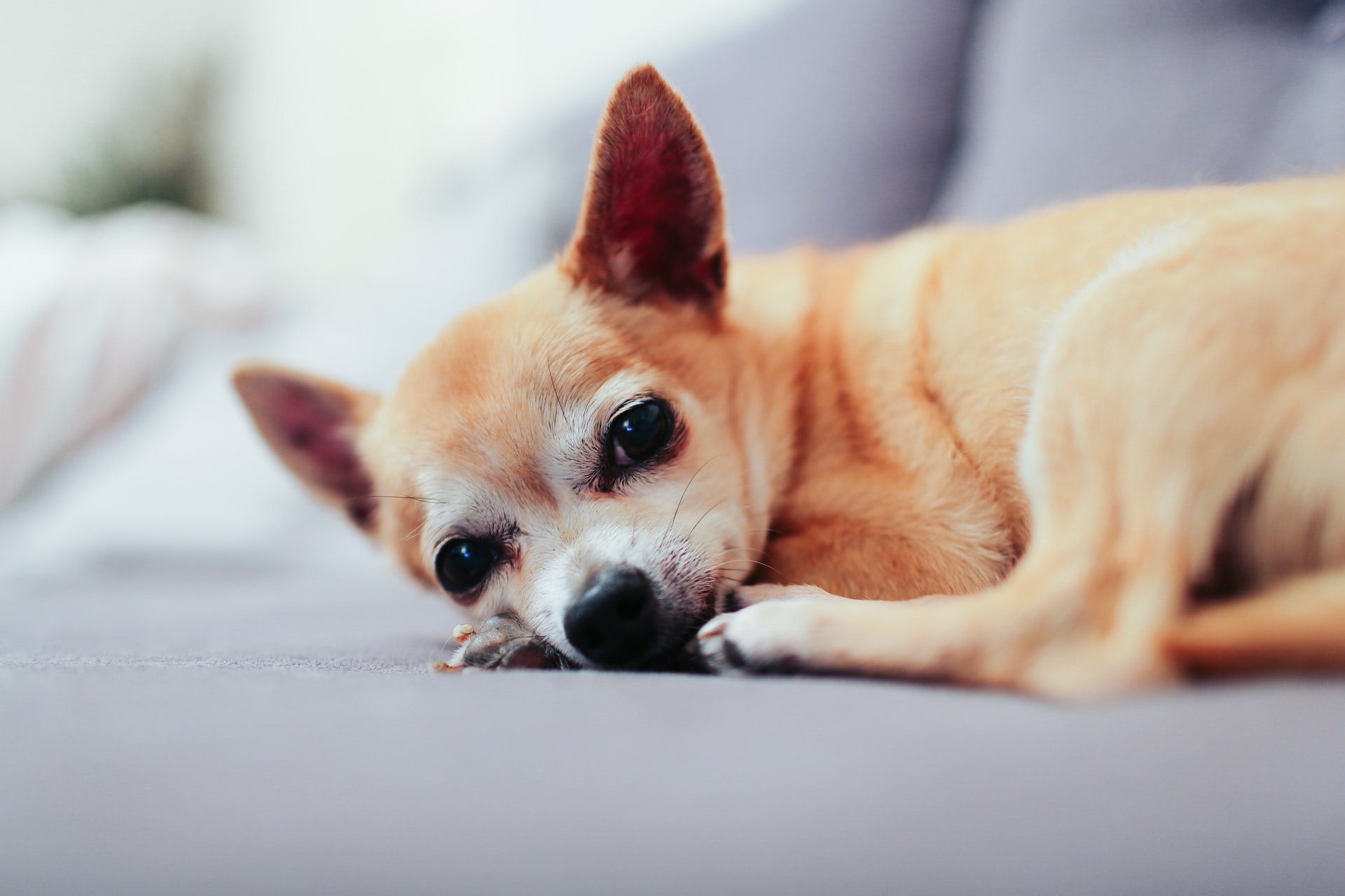 best dog food for shedding Chihuahua