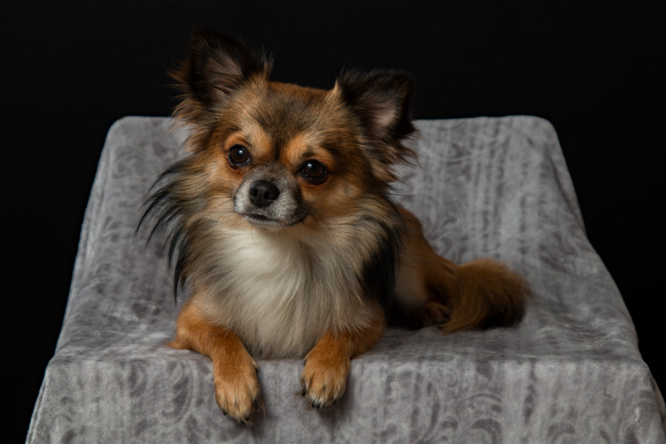 best brush for long haired chihuahua (featured image)