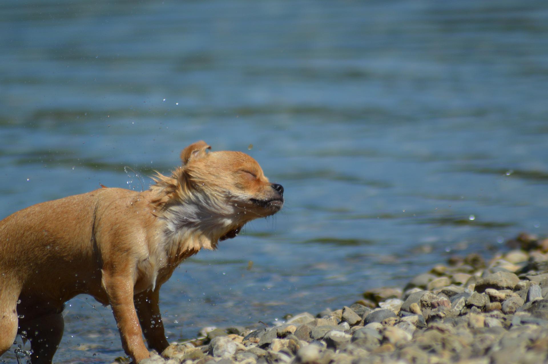 Bathing a Chihuahua puppy