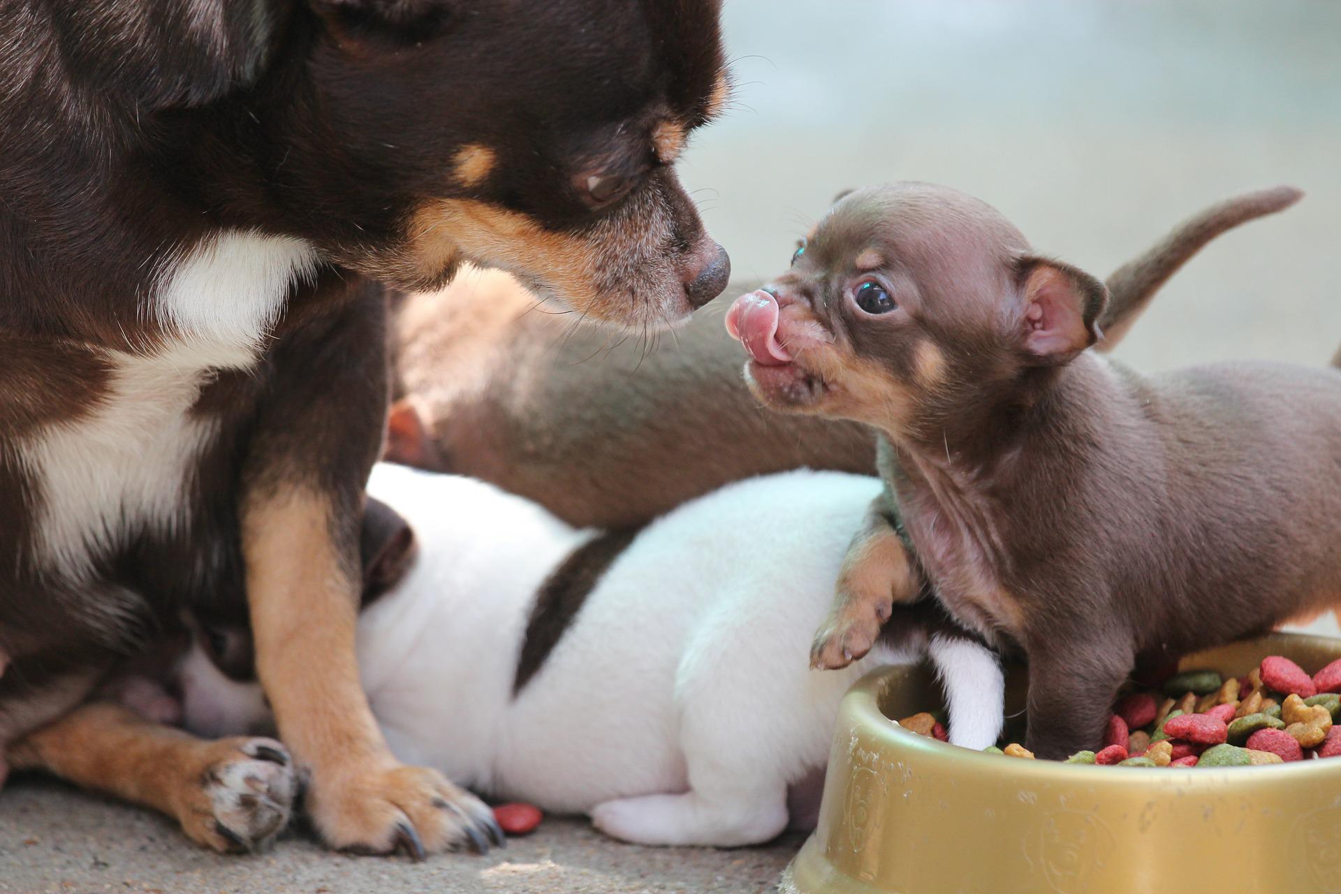 chihuahua to digest food