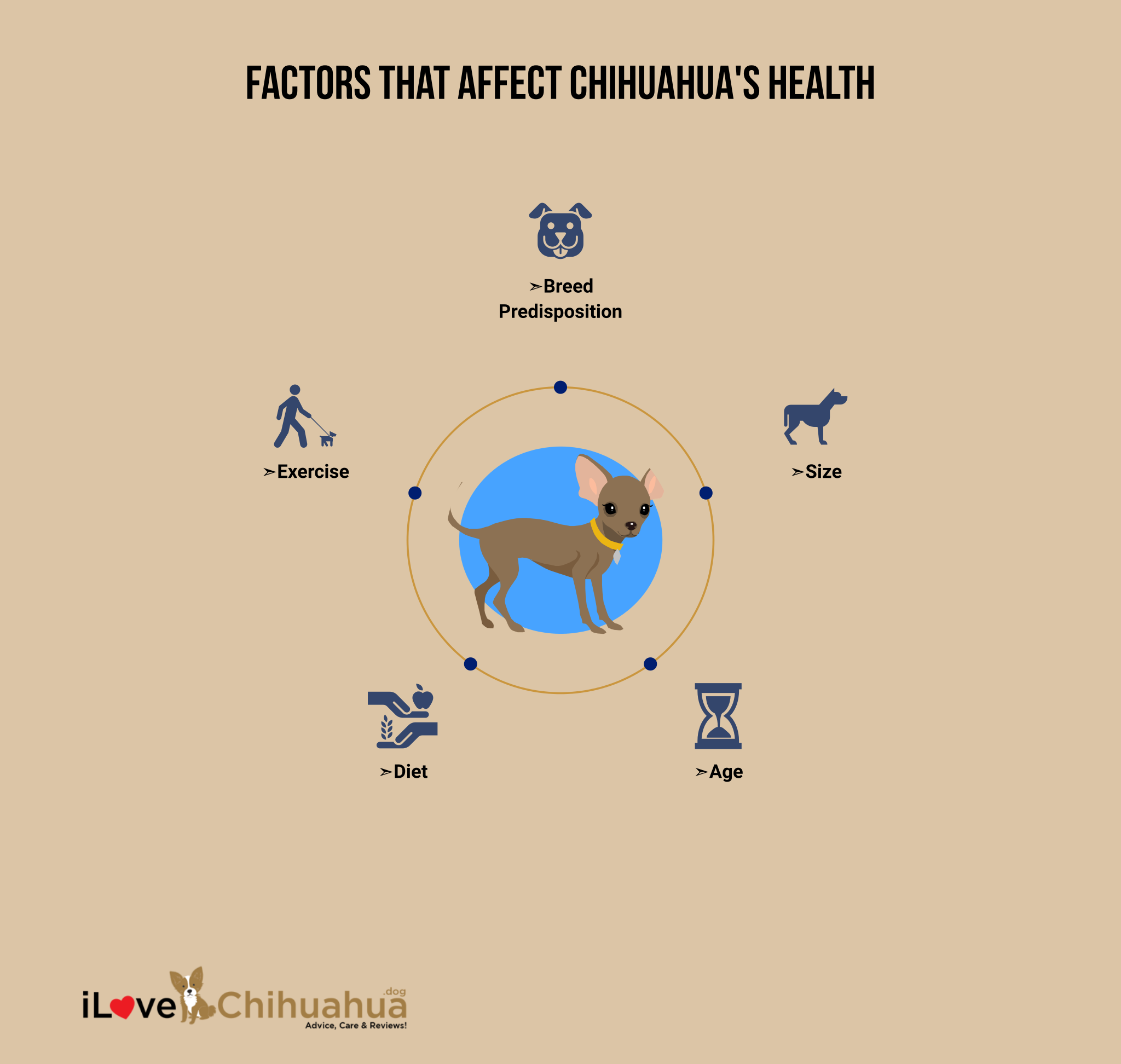 Factors That Affect Chihuahua Health