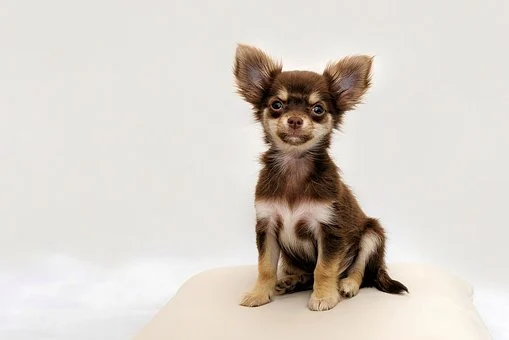 brown chihuahua