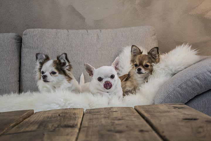 three chihuahuas on a couch