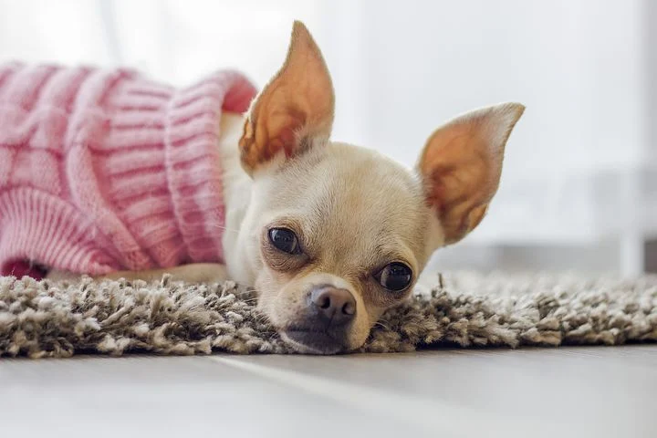 a chihuahua with pink sweater lying down