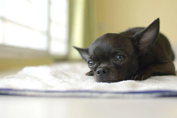 a black chi looking forward