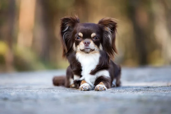 a long-haired chihuahua lying down on cement