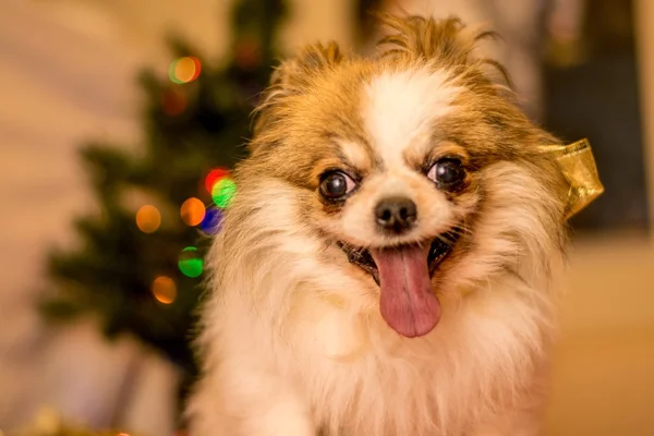 a chihuahua with long hair with Christmas tree on the background